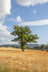 Obraz premium Wheat fields in the summertime countryside of England.