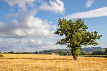 Obraz premium Wheat fields in the summertime countryside of England.