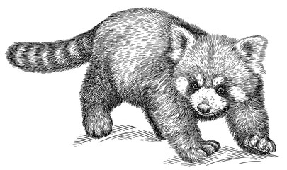 Vintage engraving isolated red panda set illustration ink sketch. Chinese bear background animal silhouette art. Black and white hand drawn image.