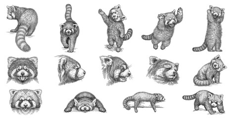 Vintage engraving isolated red panda set illustration ink sketch. Chinese bear background animal silhouette art. Black and white hand drawn image. © Turaev