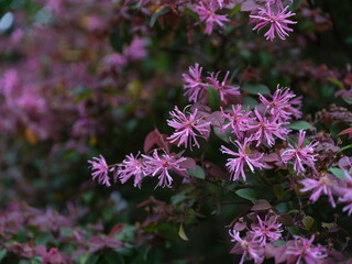 100 million pixel high-definition flowers captured by Fuji camera GFX100S camera