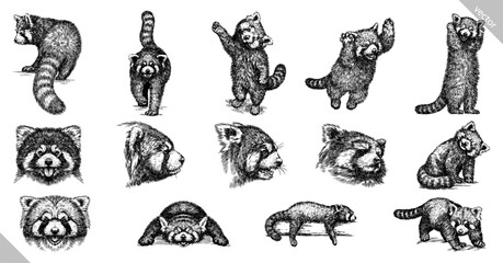 Vintage engraving isolated red panda set illustration ink sketch. Chinese bear background animal silhouette art. Black and white hand drawn vector image. - 604515521