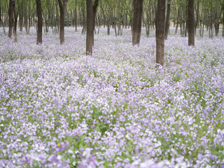 100 million pixel high-definition flowers captured by Fuji camera GFX100S camera