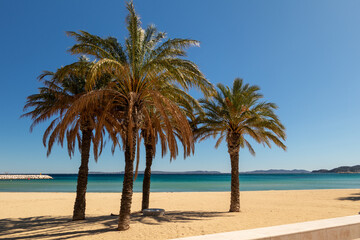 Obraz na płótnie Canvas La plage du Lavandou et des palmiers, sur la Côte d'Azur, en France, en Europe