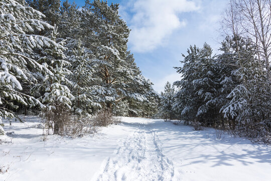 A path in the forest against the background of trees buried in snow and blue sky