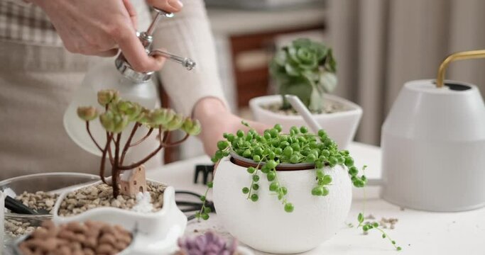 Woman spraying watering potted Senecio Rowley house Plant in white ceramic pot