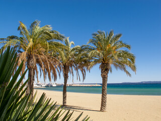 Obraz na płótnie Canvas La plage du Lavandou et des palmiers, sur la Côte d'Azur, en France, en Europe
