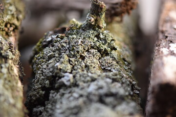 Branche d'arbre avec de la mousse en gros plan