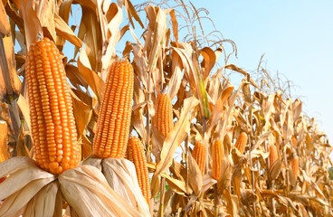 Close-up Dried corn cobs in corn field.