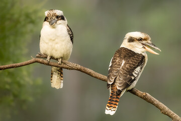 Two Kookaburras perched on a branch while looking for lawn grubs in a suburban garden