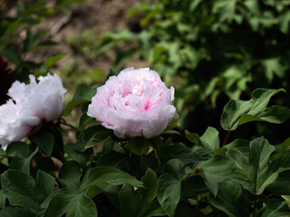 100 million pixel high-definition flowers