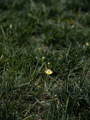 100 million pixel high-definition flowers