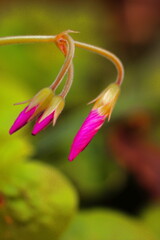 オキザリスの蕾