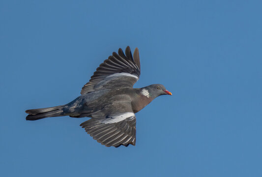 Wood Pigeon (Columba palumbus) in flight. Bird in flight.