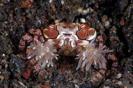 Boxer Crab - Lybia tesselata. Macro underwater world of Tulamben, Bali, Indonesia. 