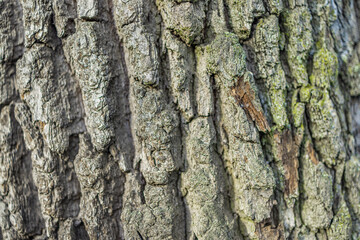 Dry tree bark texture and background, nature concept. Natural light, ecology closeup. Abstract nature wallpaper