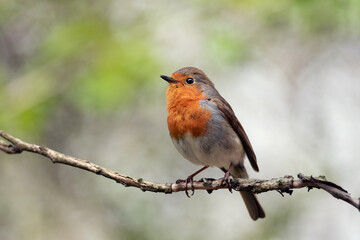 Beautiful European Robin (Erithacus rubecula) singing on branch.