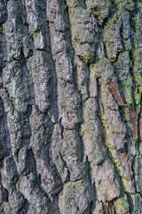 Dry tree bark texture and background, nature concept. Natural light, ecology closeup. Abstract nature wallpaper