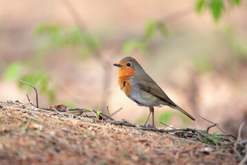 Beautiful European Robin (Erithacus rubecula) singing on branch.