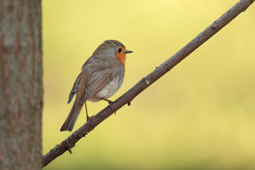 Beautiful European Robin (Erithacus rubecula) singing on branch.