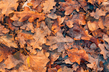 Texture of dry dead autumn leaves on the ground under soft sunlight. Idyllic abstract nature background, relaxing colors. Spring autumn forest closeup