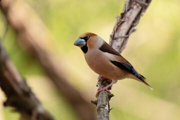 The hawfinch (Coccothraustes coccothraustes) sitting on a branch.