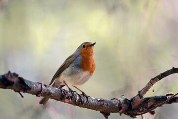 Beautiful European Robin (Erithacus rubecula) singing on branch.