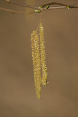 willow branch with catkins