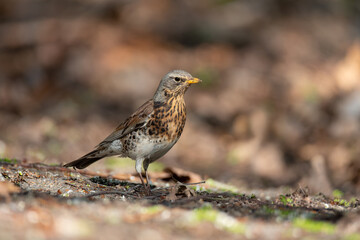 Portrait of fieldfare (Turdus pilaris)