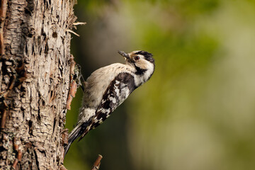 Lesser spotted woodpecker, Dendrocopos minor