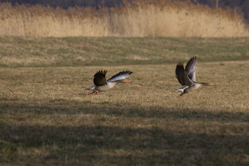 geese flying