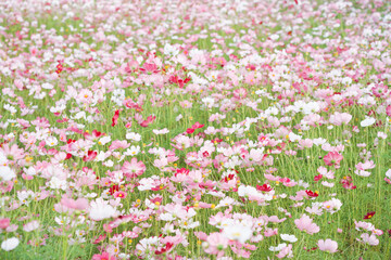 Obraz na płótnie Canvas Cosmos Flower Field at Fujiwara Palace Ruin（藤原宮のコスモス畑）