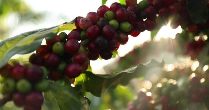 Group of ripe and raw coffee berries on coffee tree branch. Coffee plant in farm plantation in Thailand.