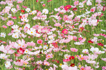 Cosmos Flower Field at Fujiwara Palace Ruin（藤原宮のコスモス畑）