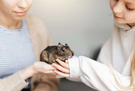 Young girl playing with small animal degu squirrel.