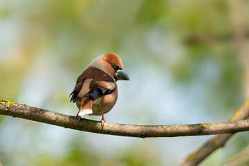 The hawfinch (Coccothraustes coccothraustes) sitting on a branch.