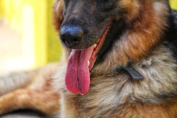 german shepherd dog panting in summer with tongue out HD dog try to cool off