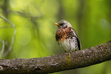 Portrait of fieldfare (Turdus pilaris)