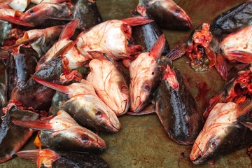 pangassius sutchi fish processed and cut for export sale HD