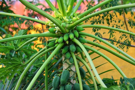 papaya fruiting in plant close up papaya farming in India vegetable farming