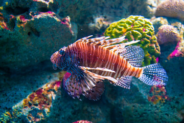 Lionfishes in sea life with coral reef blue water