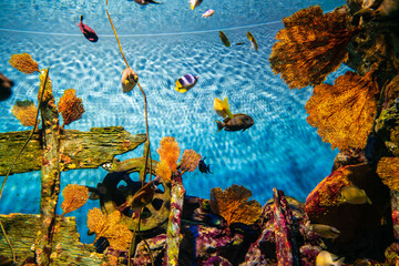 Sea life underwater coral reef with sea fish in aquarium