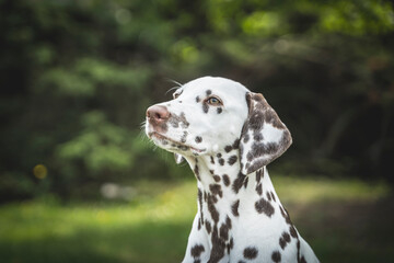 brown Dalmatian dog puppy detail of head