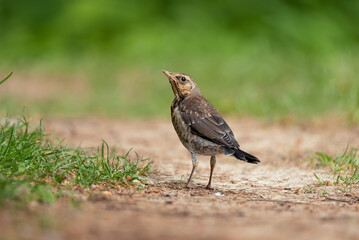 Portrait of fieldfare (Turdus pilaris)