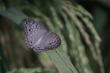 close-up view of butterfly on rice paddy leaf, with copy space