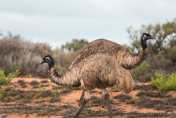 Two emu (Dromaius novaehollandiae) in the dry outback landscape of the Western Australia. Walking...