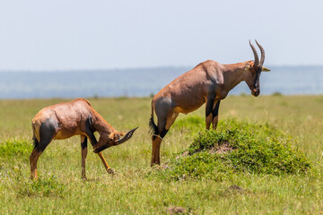Topi ( Damaliscus lunatus jimela) on a mound, Masai Mara, Kenya.