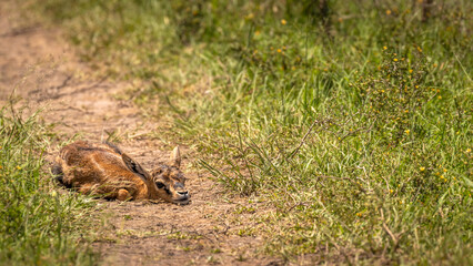 A newborn Thomson's Gazelle (Eudorcas thomsonii) hiding, Masai Mara, Kenya.