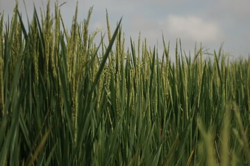Obraz premium close-up view of rice paddy in the ricefield