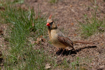 Northern Cardinal (Cardinalis cardinalis) , female on the meadow